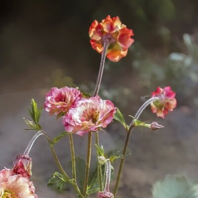 Geum 'Mai Tai' - Image by Gabriela Piwowarska from Pixabay