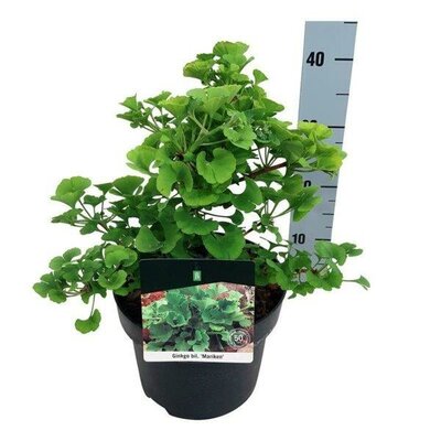 Ginkgo biloba 'Mariken' - Image courtesy of Pannebakker