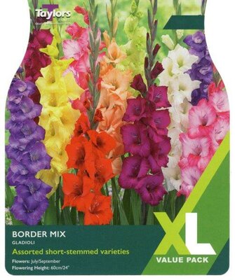 Gladioli 'Border Mixed' (25 bulbs)