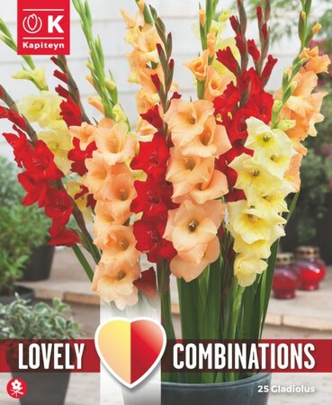 Gladiolus Red, Yellow & Orange (25 bulbs)