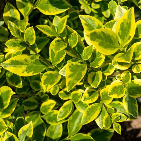 Golden Privet (Ligustrum oval. ‘Aureum’) - Image by Alexei_other from Pixabay 