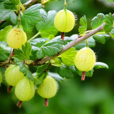 Gooseberry 'Hinnonmaki' Green - Image by Daniel Steinke from Pixabay  