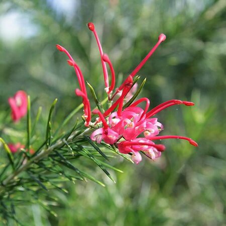 Grevillea Juniperina - Photo by Christer T Johansson