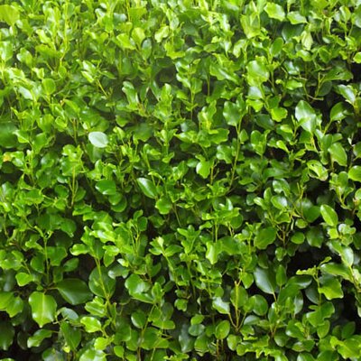 Griselinia 'Green Horizon' - Public Domain Image