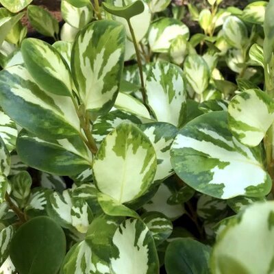 Griselinia littoralis 'Bantry Bay' - Public image here under fair use