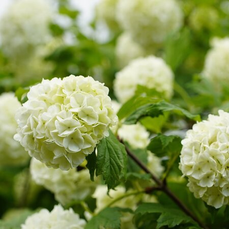 Guelder Rose (Viburnum opulus) 60-90cm Bare Root