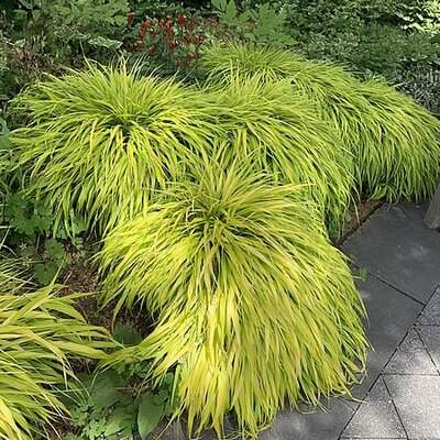 Hakonechloa  'All Gold' - Photo by KATHERINE WAGNER-REISS (CC BY-SA 4.0)