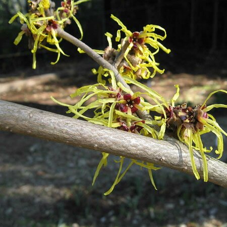 Hamamelis Intermedia 'Pallida' - Photo by KENPEI (GFDL)