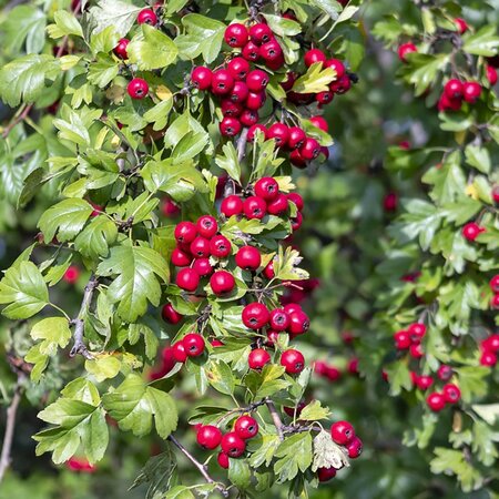 Hawthorn Standard Grade (Crataegus monogyna) 40-60cm Bare Root