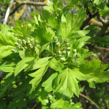 Hawthorn Strong Grade (Crataegus monogyna) 60-80cm Bare Root