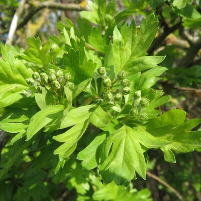 Hawthorn Strong Grade (Crataegus monogyna) 60-80cm Bare Root