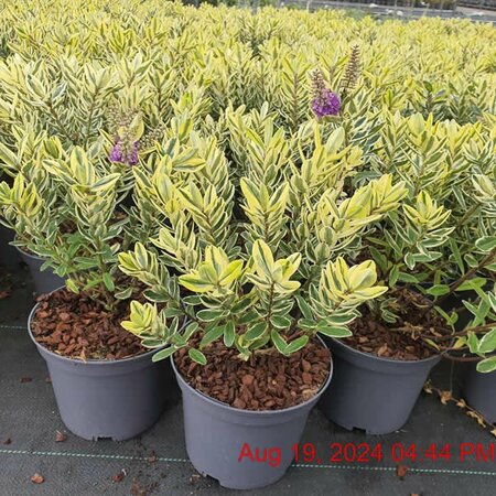 Hebe Elliptica Variegata - Image courtesy of Tully Nurseries