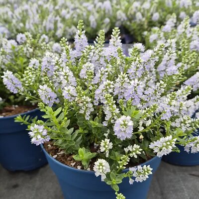 Hebe 'Margaret' - Image courtesy of Tully Nurseries