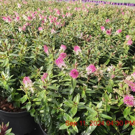 Hebe 'Raspberry Ripple' - Image courtesy of Tully Nurseries