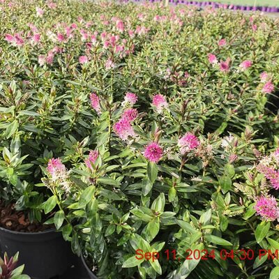 Hebe 'Raspberry Ripple' - Image courtesy of Tully Nurseries