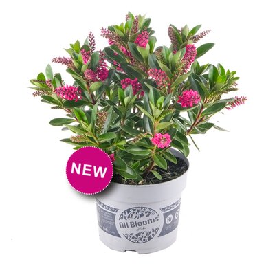 Hebe x hyb. All Blooms 'Arona' – Image courtesy of All Blooms