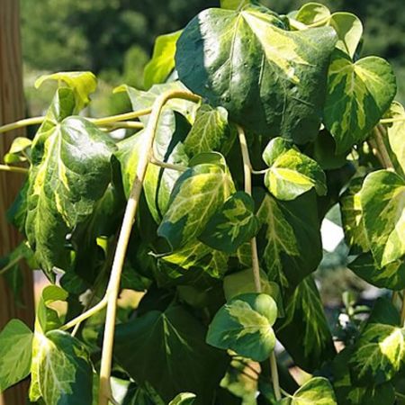 Hedera 'Sulphur Heart' (Paddys Pride) - Photo by David J. Stang (CC BY-SA 4.0)