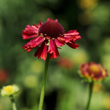 Helenium “Moerheim Beauty” - Image by Sonja Kalee from Pixabay 