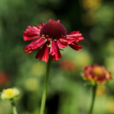 Helenium “Moerheim Beauty” - Image by Sonja Kalee from Pixabay 