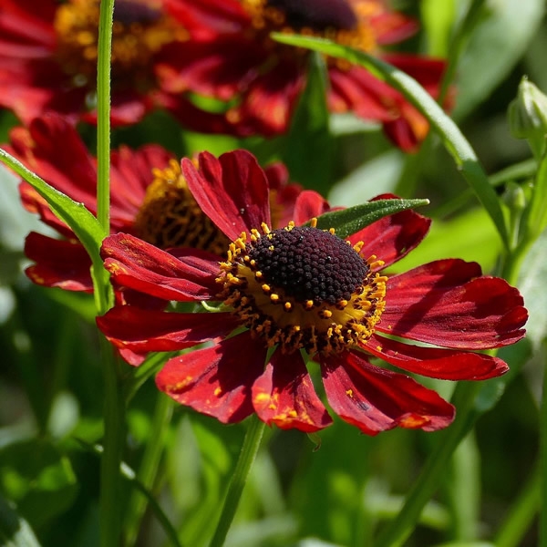 Helenium 'strawberry Sundae' (2l Pot) - Ardcarne Garden Centre 