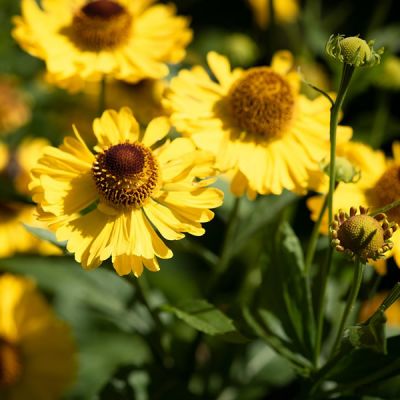 Helenium “The Bishop” - Image by Pezibear from Pixabay 