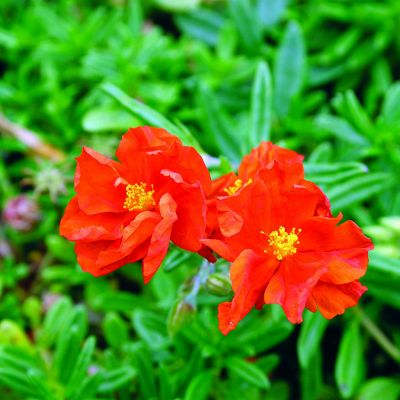 Helianthemum 'Ben Mohr' - Image by Annette Meyer from Pixabay