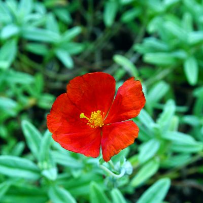 Helianthemum