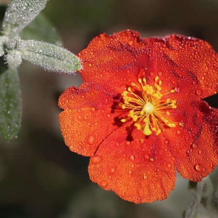 Helianthemum 'Henfield Brillant' - Image by Annette Meyer from Pixabay 