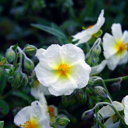 Helianthemum 'The Bride' - Photo by Krzysztof Ziarnek, Kenraiz (CC BY-SA 4.0)