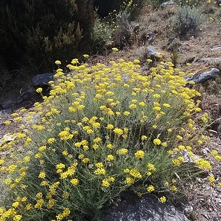 Helichrysum italicum 'Dwarf Curry Plant' - Image courtesy of picturethis (CC BY-SA 4.0)