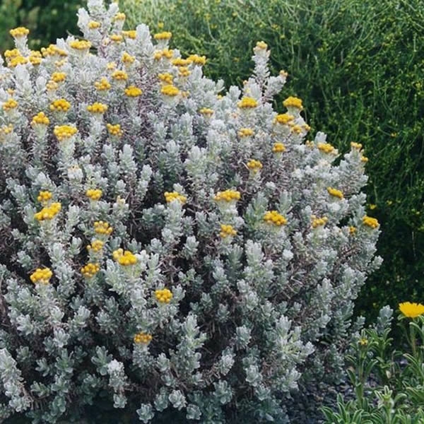 Helichrysum splendidum (3L pot) - Ardcarne Garden Centre | Roscommon ...