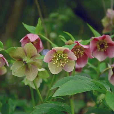 Helleborus “Angel Glow” - Image courtesy of pxfuel