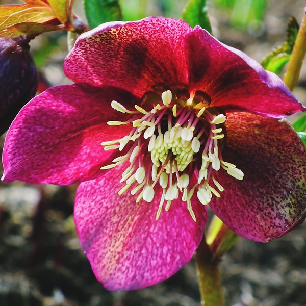 Helleborus Anna Red 2l Pot Ardcarne Garden Centre Roscommon And Boyle