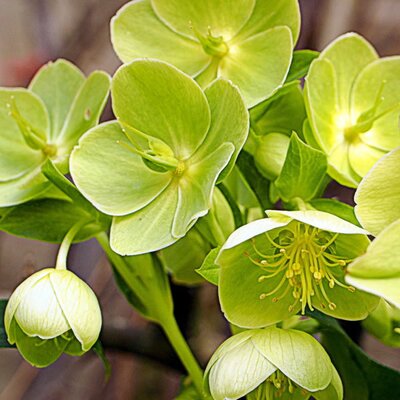 Helleborus argutifolius - Photo by Jonathan Billinger (CC BY-SA 2.0)