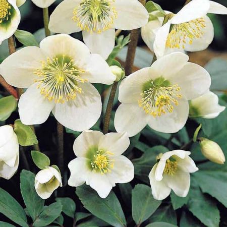 Helleborus 'Christmas Carol' (12cm pot)