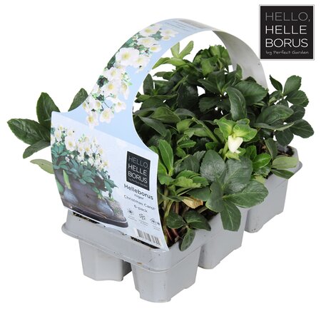 Helleborus 6 Pack (Product may differ slightly from image which is for illustration purposes only)