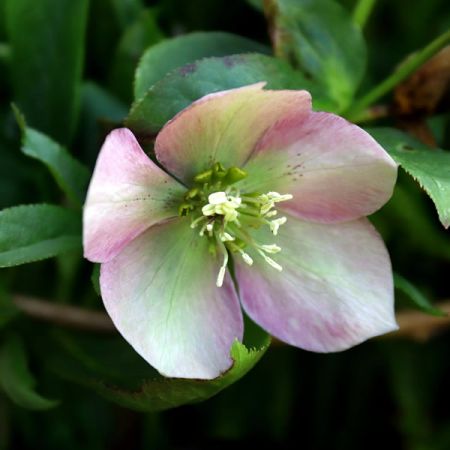 Helleborus "Glendas Gloss" - Image by birgl from Pixabay 