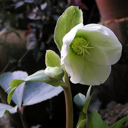 Helleborus 'Frostkiss Molly's White' - Photo by おぉたむすねィく探検隊 (CC BY-SA 2.5)