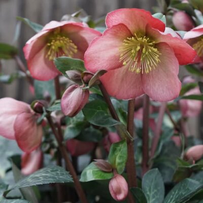 Helleborus Frostkiss 'Penny's Pink' ® - Image originally published by Hartley Botanic