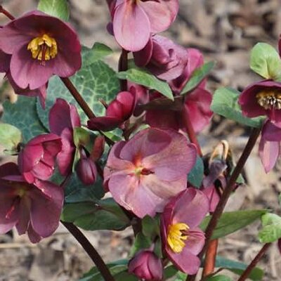 Helleborus Frostkiss 'Vibey Velvet' - Photo by wojtek (CC0)