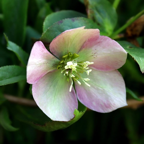 Helleborus Glendas Gloss 2l Pot Ardcarne Garden Centre