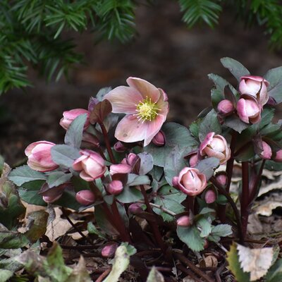 Helleborus 'Ice Breaker Rosy'® - Image by IzKant00 from Pixabay