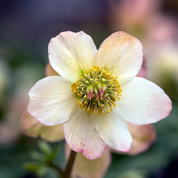 Helleborus 