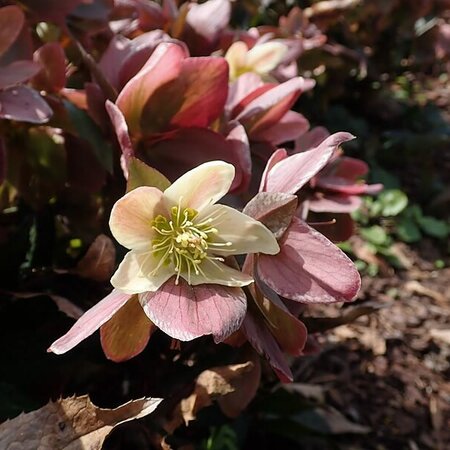 Helleborus 'Merlin' - Photo by Salicyna (CC BY-SA 4.0)