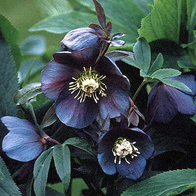 Helleborus 'Blue Metallic Lady' - Image courtesy of https://encyclopedia.phoenixperennials.com/ under fair use.