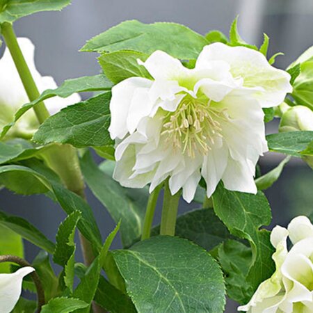 Helleborus 'Double Ellen White' (14cm pot)