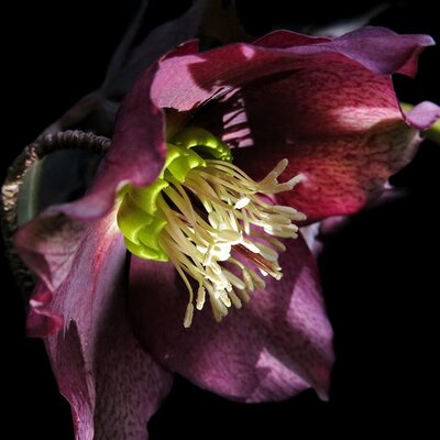 Helleborus 'Star Of Passion' - Image by Gernot from Pixabay