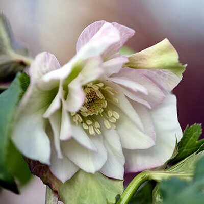 Helleborus VIV 'Benedetta' - Image courtesy of vivhelleborus.com