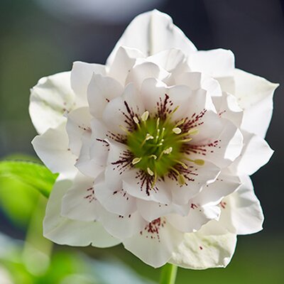 Helleborus VIV 'Dorisa' - Image courtesy of vivhelleborus.com