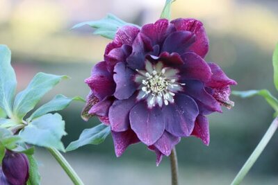 Helleborus ViV 'Luisa' - Image courtesy of ViV Helleborus